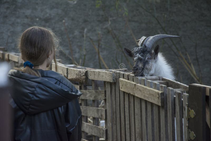 Rear View Of Girl Looking At Goat