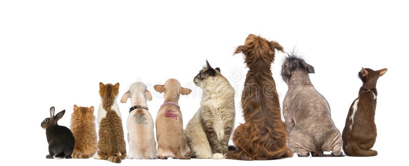 Rear view of a group of pets, Dogs, cats, rabbit, sitting royalty free stock photos Rear view of a group of pets, Dogs, cats, rabbit, sitting royalty free stock photos
