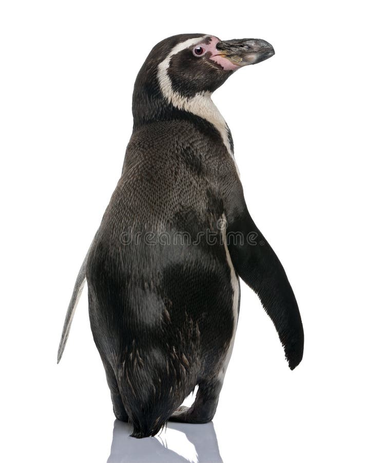 Rear view of Humboldt Penguin, standing