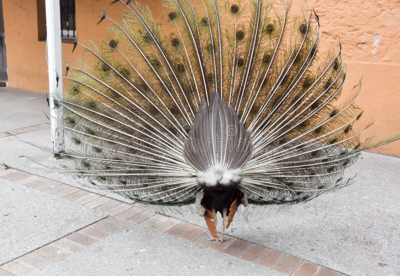 Rear view of the Indian Blue peafowl fanning it`s tail feathers with brown rear feathers at Rottnest Island in Western Australia. Rear view of the Indian Blue peafowl fanning it`s tail feathers with brown rear feathers at Rottnest Island in Western Australia.