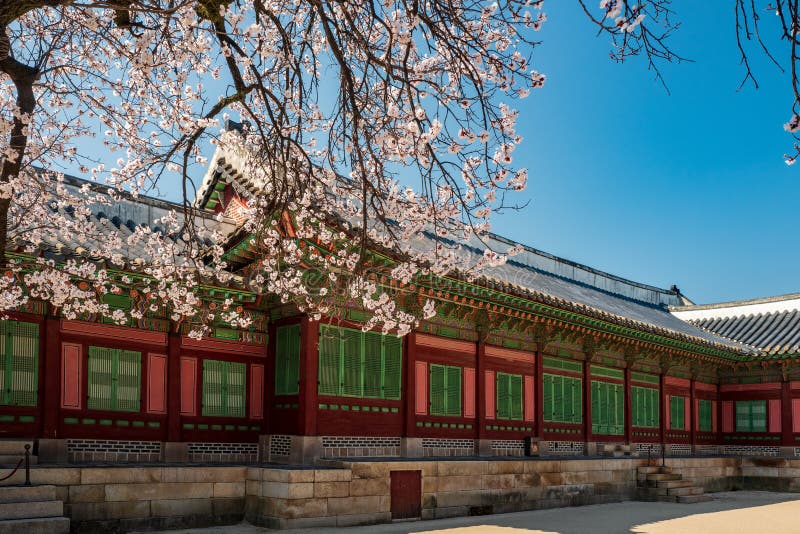 Rear view of Jagyeongjeon in Gyeongbokgung Palace with Cherry blossoms, Seoul, South Korea stock images Rear view of Jagyeongjeon in Gyeongbokgung Palace with Cherry blossoms, Seoul, South Korea stock images
