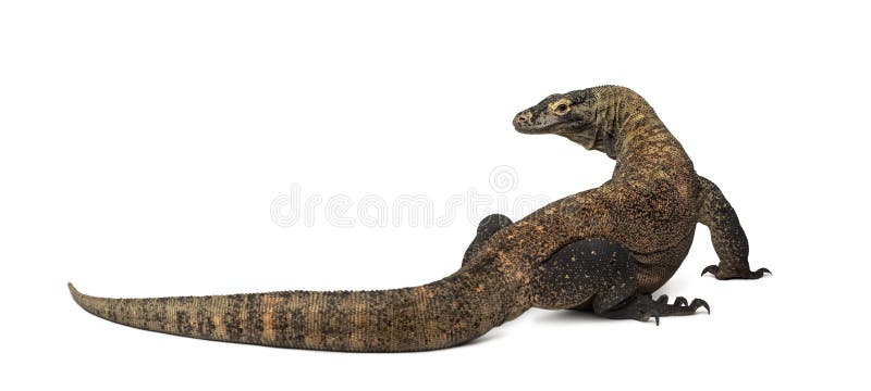 Rear view of a Komodo Dragon, isolated on white