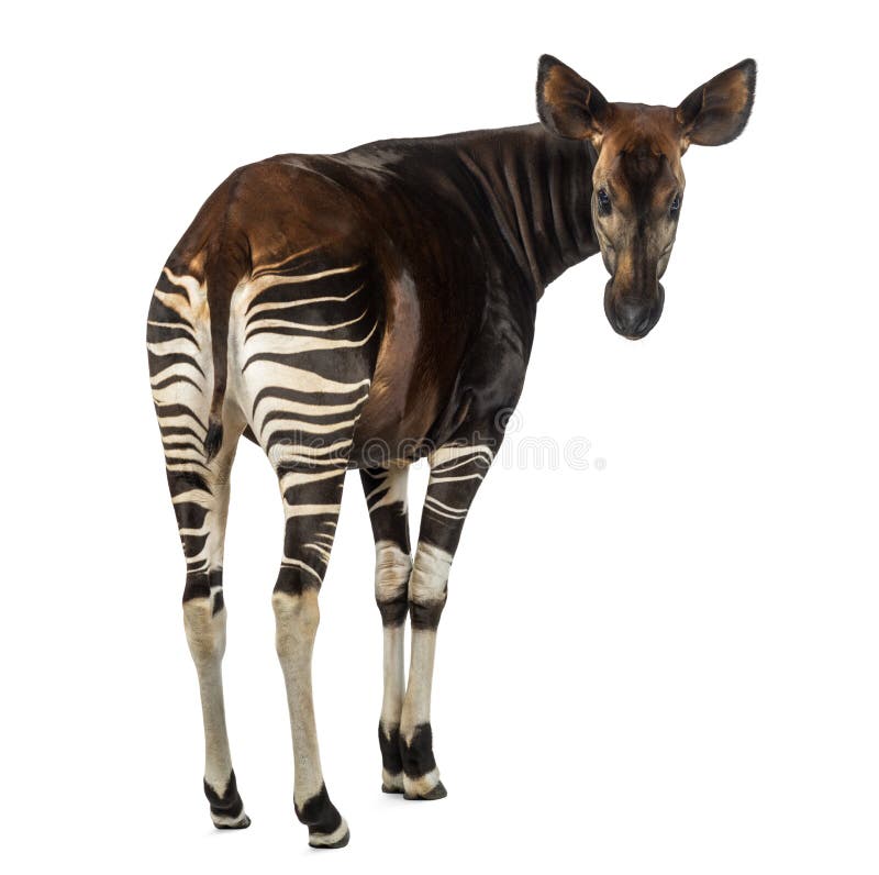 Rear view of an Okapi, looking back at the camera, Okapia johnstoni, isolated on white