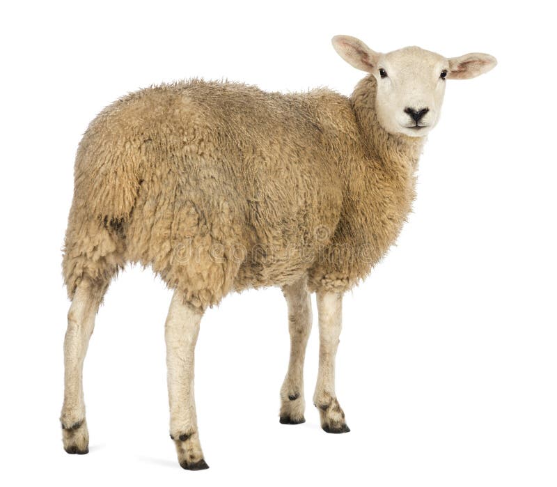 Rear view of a Sheep looking back royalty free stock photo Rear view of a Sheep looking back royalty free stock photo