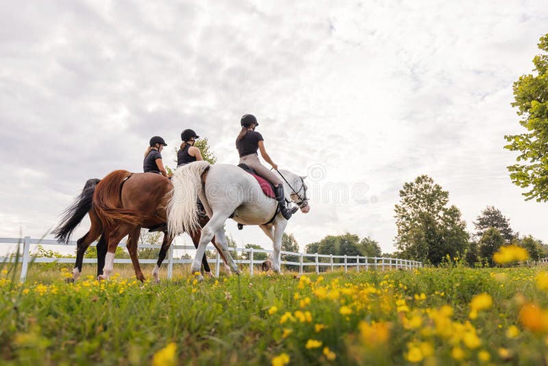 Three female riders riding horses side by side near wood fencing, rear view