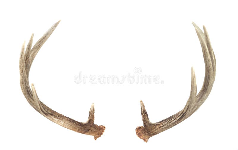 Deer Antler On White Background Stock Illustration - Download