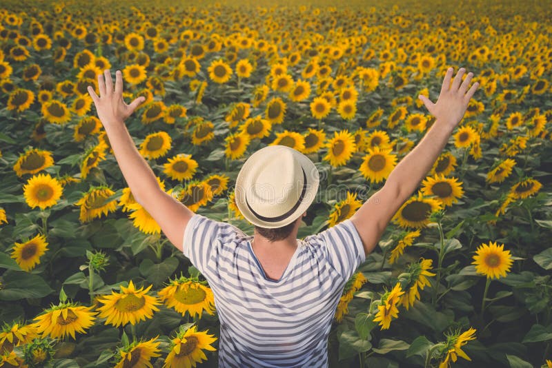 Farmer Standing in Sunflower Field Stock Photo - Image of agriculture ...