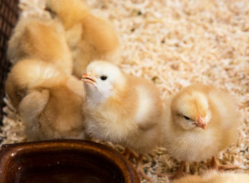 Group Small Chicks Stock Photos Download 2,093 Royalty Free Photos