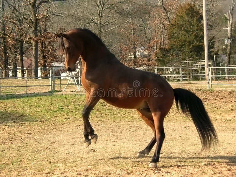 Arabian Stallion getting ready to rear. Bay arabian stallion rearing stock images, royalty-free photos and pictures