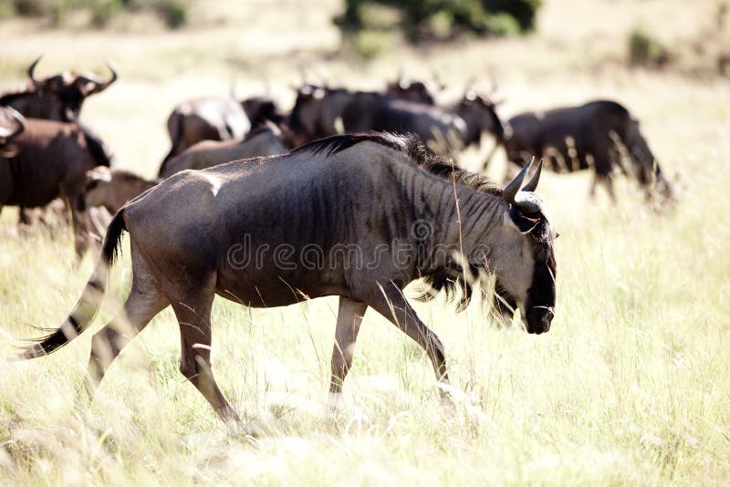 Rebanho azul do Wildebeest fotos de stock royalty free Rebanho azul do Wildebeest fotos de stock royalty free
