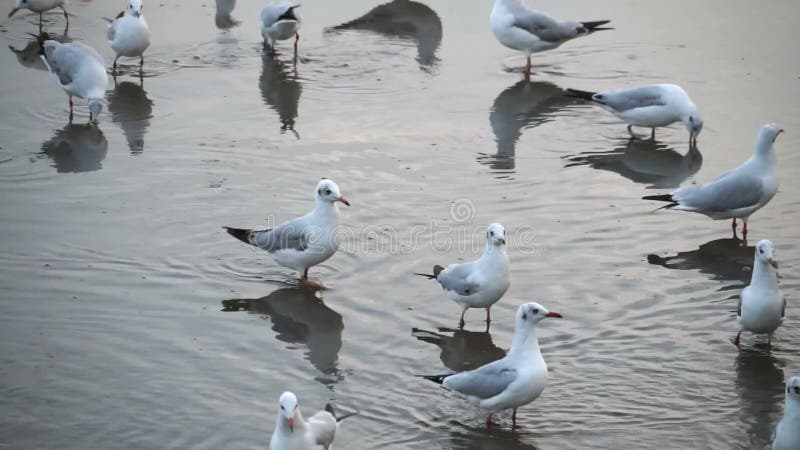 Rebanho da caminhada das gaivotas no mar