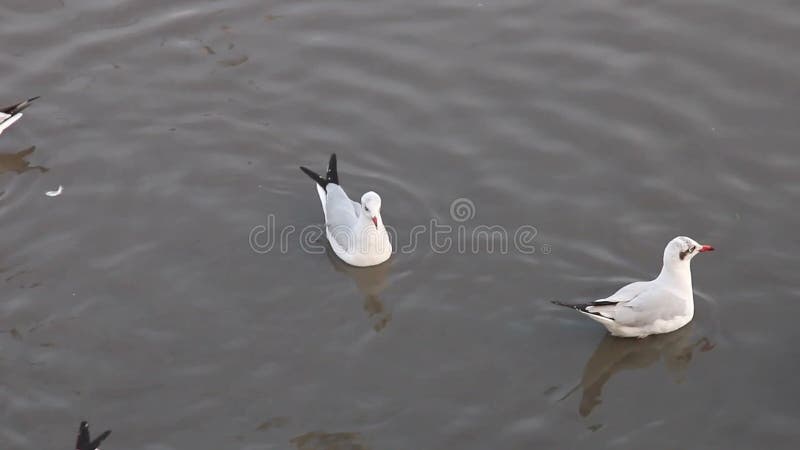 Rebanho da flutuação das gaivotas