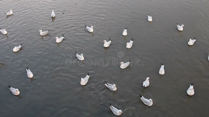 Rebanho da flutuação das gaivotas