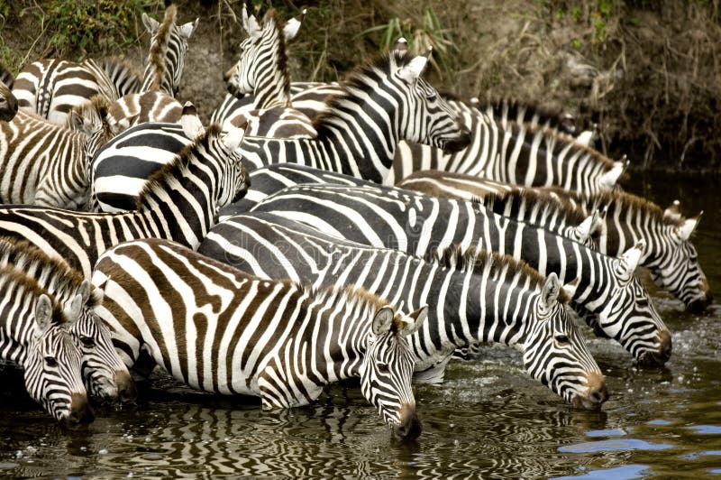Rebanho da zebra no Masai mara Kenya