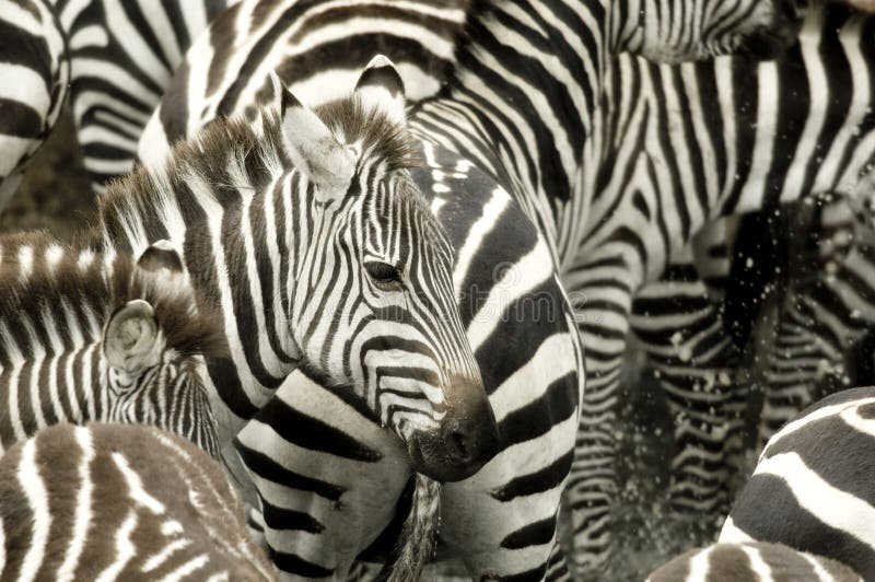 Rebanho da zebra no Masai mara Kenya