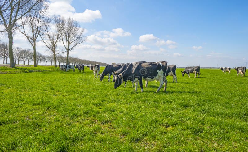 Rebanho das vacas em um prado verde abaixo de um céu azul na luz solar i fotografia de stock royalty free Rebanho das vacas em um prado verde abaixo de um céu azul na luz solar i fotografia de stock royalty free