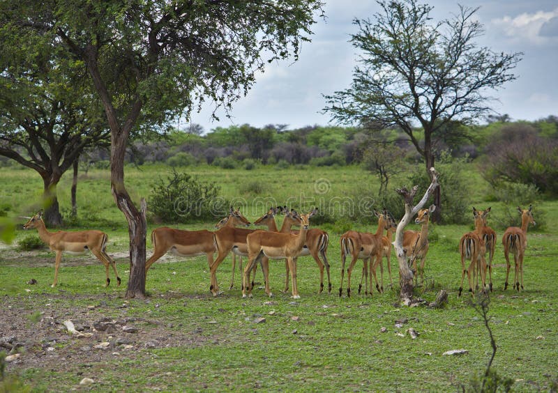 Rebanho de antilopes da impala na máscara de uma árvore imagem de stock royalty free Rebanho de antilopes da impala na máscara de uma árvore imagem de stock royalty free
