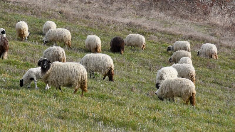 Rebanho de carneiros que pastam na encosta da colina em ovelhas da primavera com velo