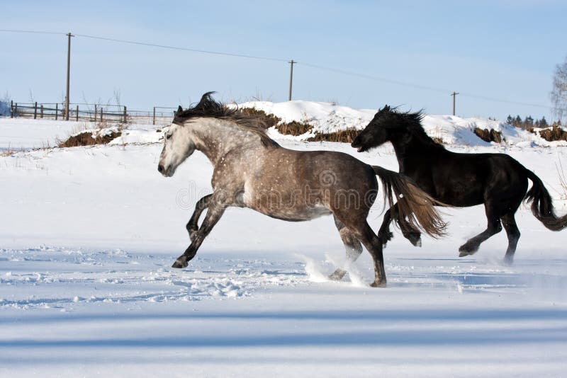 Jogos Pretos Do Cavalo Do Frisão No Inverno Foto de Stock - Imagem