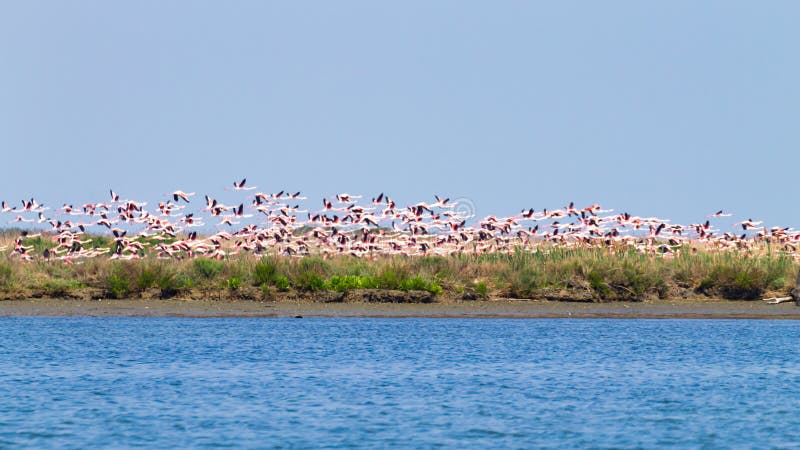 Rebanho de flamingos cor-de-rosa Lagoa do Rio Pó imagens de stock Rebanho de flamingos cor-de-rosa Lagoa do Rio Pó imagens de stock