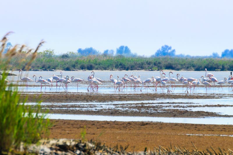 Rebanho de flamingos cor-de-rosa Lagoa do Rio Pó fotos de stock Rebanho de flamingos cor-de-rosa Lagoa do Rio Pó fotos de stock