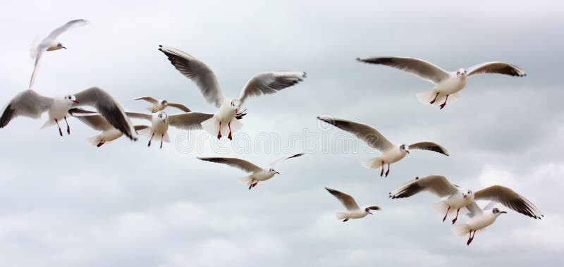 Rebanho de gaivotas do vôo