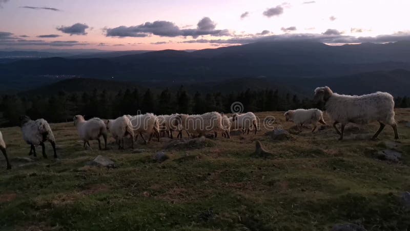 Rebanho de ovelhas a atravessar a montanha ao pôr do sol