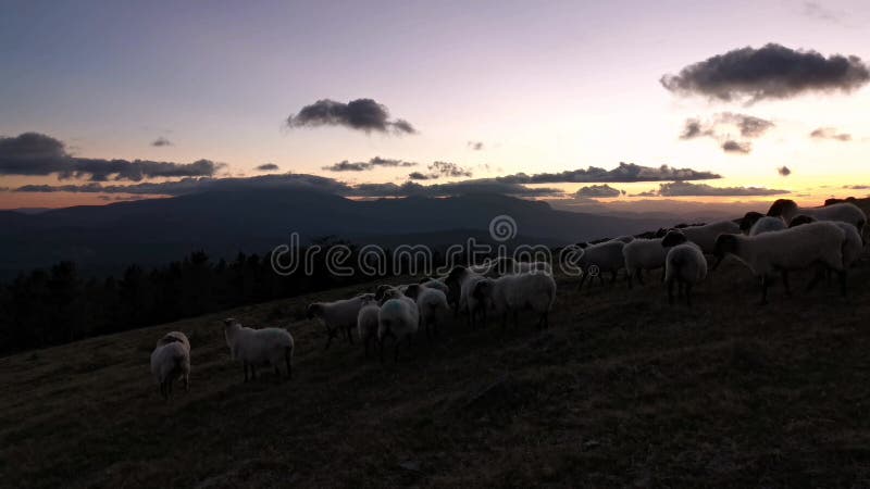 Rebanho de ovelhas a atravessar o campo após o pôr do sol