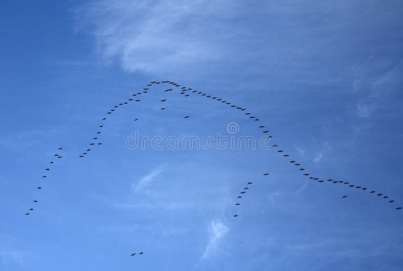 Rebanho de pássaros selvagens no céu fotos de stock Rebanho de pássaros selvagens no céu fotos de stock