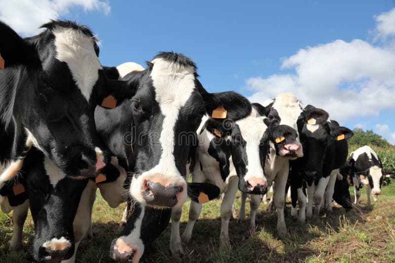 Rebanho de vacas de leiteria preto e branco inquisidoras de Holstein