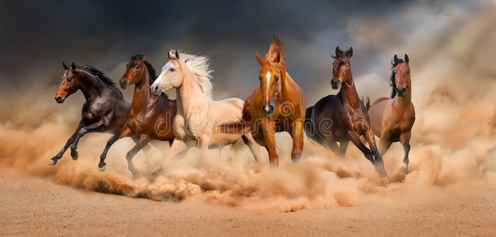 Fotos Cavalo Frente, 78.000+ fotos de arquivo grátis de alta qualidade