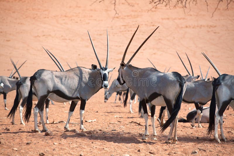 Rebanho do Oryx com os chifres longos na areia alaranjada do close up do fundo do deserto de Namib, safari em Namíbia, África mer fotos de stock Rebanho do Oryx com os chifres longos na areia alaranjada do close up do fundo do deserto de Namib, safari em Namíbia, África mer fotos de stock