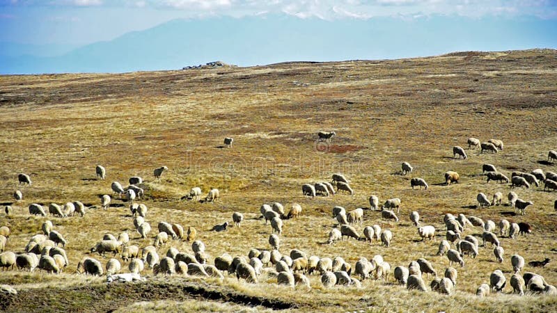 Rebanho dos carneiros nas montanhas.