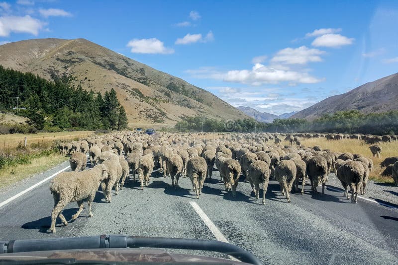 Rebanho dos carneiros que cruzam a estrada em Nova Zelândia fotos de stock Rebanho dos carneiros que cruzam a estrada em Nova Zelândia fotos de stock