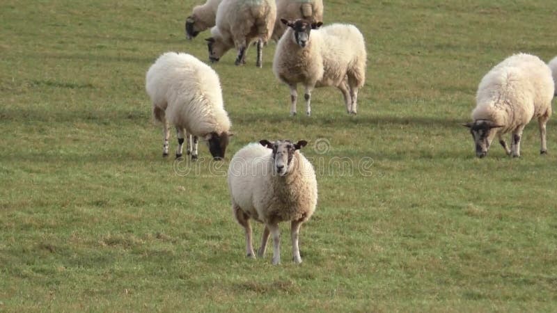 Rebanho dos carneiros que pastam em um prado