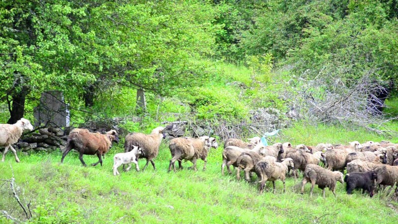 Rebanho dos carneiros que pastam na paisagem pastoral do monte