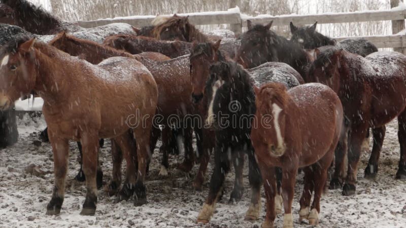 Rebanho dos cavalos sob a neve na exploração agrícola no inverno frio