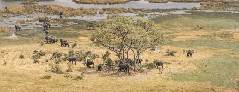 Rebanho dos elefantes na opinião aérea do delta de Okavango imagens de stock Rebanho dos elefantes na opinião aérea do delta de Okavango imagens de stock