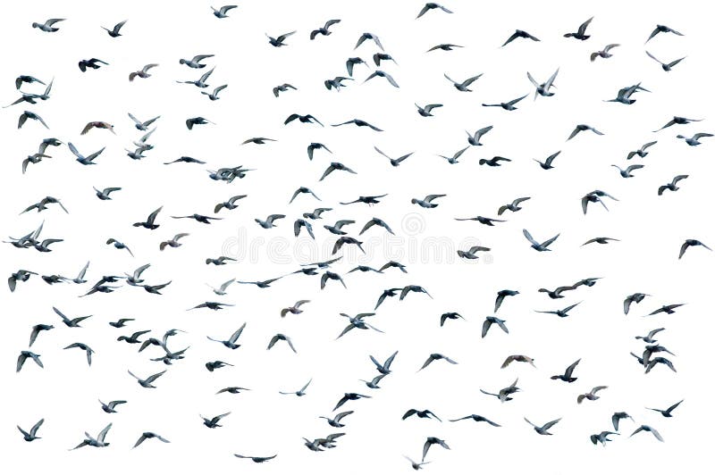 Rebanho dos pássaros, isolado imagens de stock royalty free Rebanho dos pássaros, isolado imagens de stock royalty free