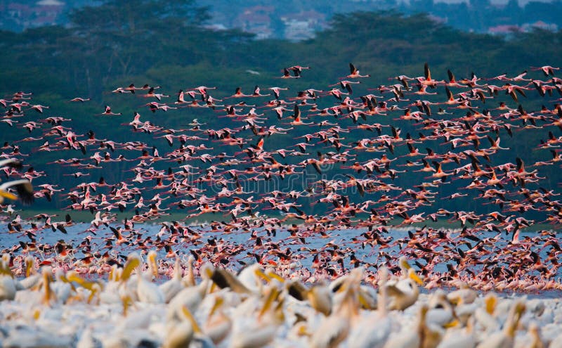 Rebanho enorme da descolagem dos flamingos kenya África Nakuru National Park Reserva nacional de Bogoria do lago foto de stock Rebanho enorme da descolagem dos flamingos kenya África Nakuru National Park Reserva nacional de Bogoria do lago foto de stock