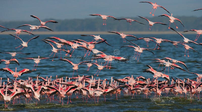 Rebanho enorme da descolagem dos flamingos kenya África Nakuru National Park Reserva nacional de Bogoria do lago imagem de stock Rebanho enorme da descolagem dos flamingos kenya África Nakuru National Park Reserva nacional de Bogoria do lago imagem de stock