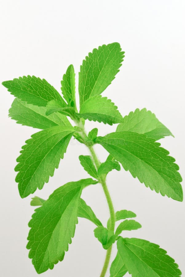 Rebaudiana del Stevia, con las hojas frescas, verdes fotografía de archivo libre de regalías Rebaudiana del Stevia, con las hojas frescas, verdes fotografía de archivo libre de regalías