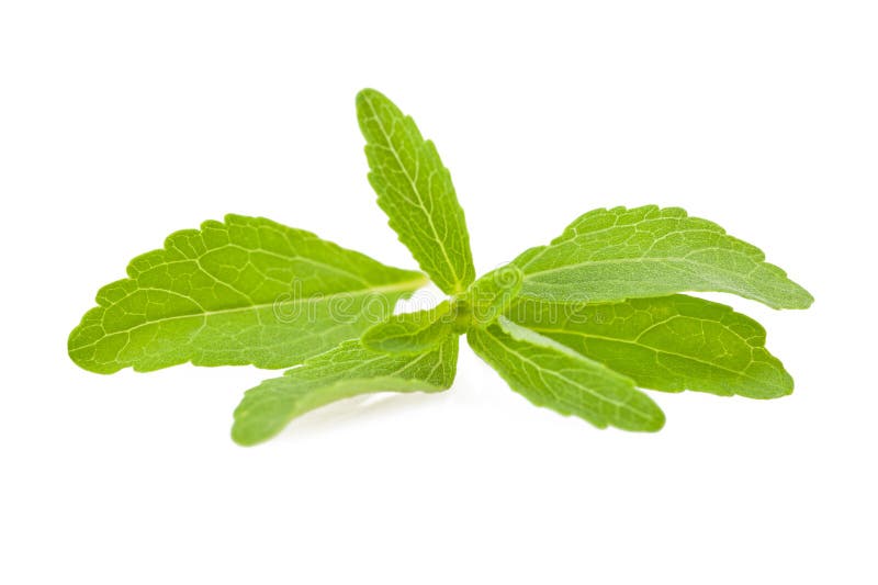Rebaudiana do Stevia fotografia de stock royalty free Rebaudiana do Stevia fotografia de stock royalty free
