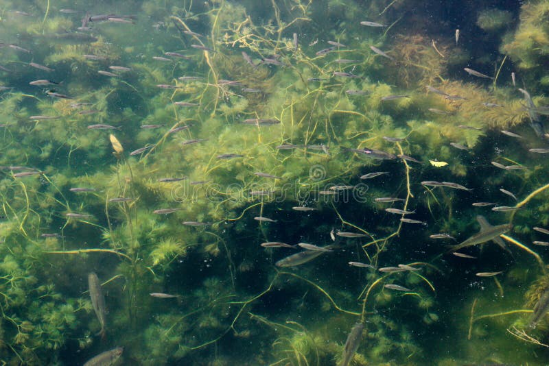 Rebaño de pequeños peces en aguas muy claras entre las brillantes algas verdes Papel de pared natural con peces de temática marin imagen de archivo Rebaño de pequeños peces en aguas muy claras entre las brillantes algas verdes Papel de pared natural con peces de temática marin imagen de archivo