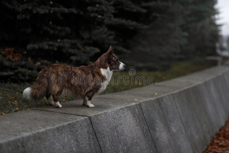 Rebeca adulta del corgi gal?s del perro que plantea el outdoore imágenes de archivo libres de regalías Rebeca adulta del corgi gal?s del perro que plantea el outdoore imágenes de archivo libres de regalías