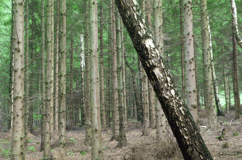 Download Rebel tree in a forest stock photo. Image of rebel, uniqueness - 106784