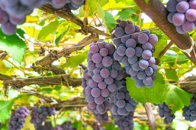 Reben mit reifer Traube gegen hellgrüne Blätter am sonnigen Tag lizenzfreie stockbilder Reben mit reifer Traube gegen hellgrüne Blätter am sonnigen Tag lizenzfreie stockbilder