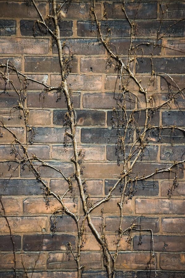 Rebstock auf einer alten verwitterten Backsteinmauer lizenzfreies stockfoto