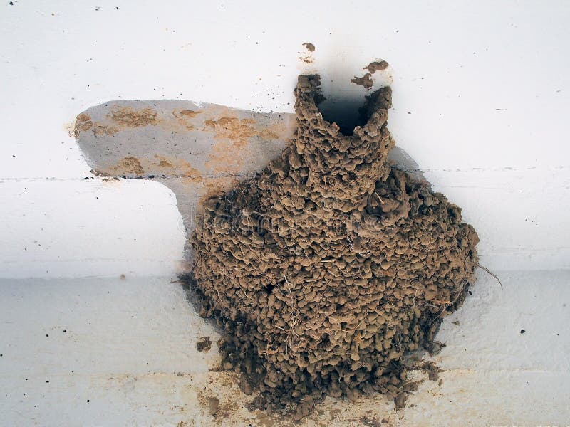 Rebuilt Swallow Nest stock image. Image of position, seasonal 58048753