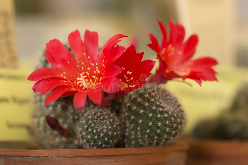 Rebutia krainziana